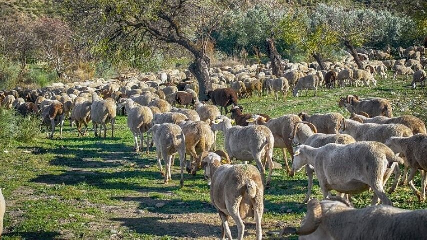 Κρήτη: Παρατείνονται τα μέτρα ευλογιάς