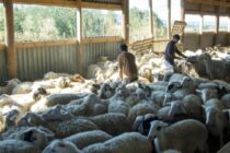 Απαγόρευση εισόδου αιγοπροβάτων στην Κρήτη λόγω ευλογιάς