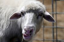Ισπανία: Ο καταρροϊκός πυρετός μειώνει την παραγωγή αρνιών