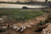 Κρίσιμη συνέλευση παραγωγών στην Αλεξανδρούπολη