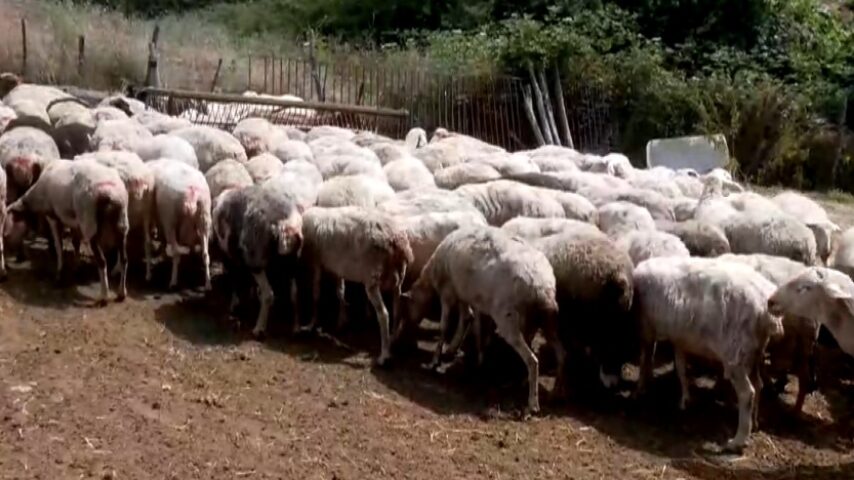 Κρούσμα καταρροϊκού πυρετού στις Σέρρες