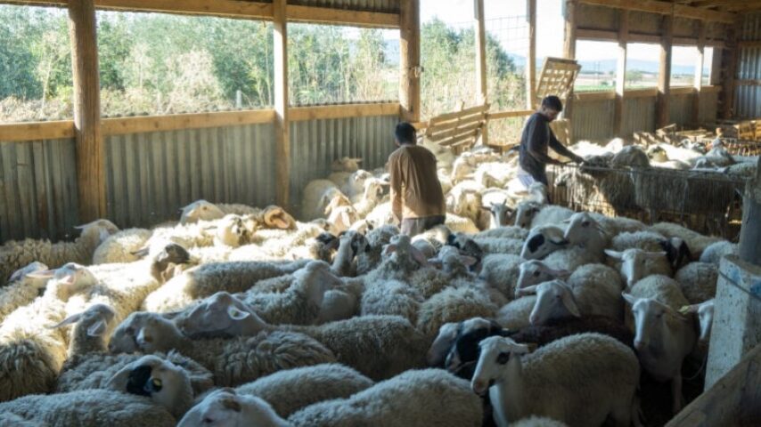Αυστηρά μέτρα για την ευλογιά: Αγώνας με τον χρόνο