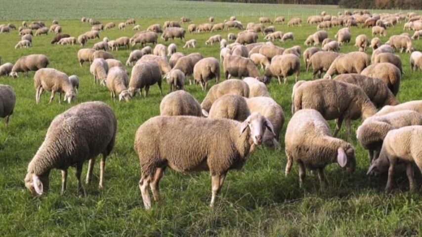 Ευλογιά: Oδηγίες για μετακινήσεις των κτηνοτρόφων