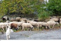 Συναγερμός στη Νάξο για την ευλογιά