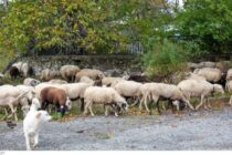 Συναγερμός στη Νάξο για την ευλογιά