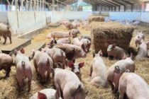 135 εκτροφείς εντάσσονται στο πρόγραμμα για την καλή μεταχείριση χοίρων
