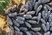 Σάλος στα Γιαννιτσά για τη θανάτωση σπάνιων προβάτων – Έρευνα από τον ΕΛΓΟ Δήμητρα