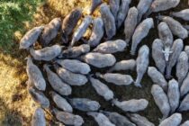 Σάλος στα Γιαννιτσά για τη θανάτωση σπάνιων προβάτων – Έρευνα από τον ΕΛΓΟ Δήμητρα