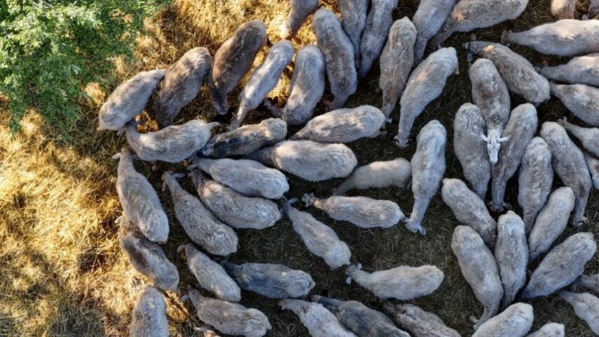 Σάλος στα Γιαννιτσά για τη θανάτωση σπάνιων προβάτων – Έρευνα από τον ΕΛΓΟ Δήμητρα