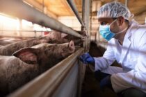 Ο Βελόπουλος προειδοποιεί για κατάρρευση κτηνιατρικών υπηρεσιών