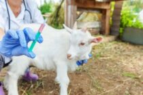 Ευλογιά αιγοπροβάτων σαρώνει τη Ροδόπη