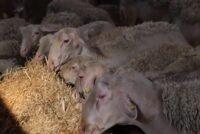 Κρούσμα καταρροϊκού πυρετού στην Πολωνία