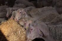 Ευλογιά των προβάτων εμφανίστηκε στην Πολωνία