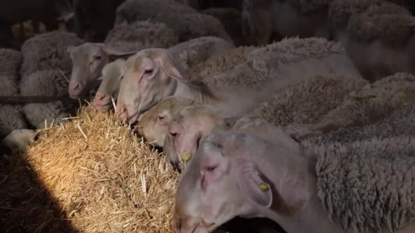 Ευλογιά των προβάτων εμφανίστηκε στην Πολωνία