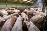 Παγκόσμιες προοπτικές για τον κλάδο χοιροτροφίας – Μικρή μείωση των χοιρομητέρων το 2026