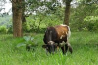 Υπάρχει ευκαιρία ανάκαμψης της κτηνοτροφίας;