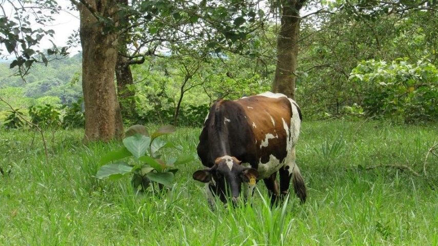 Υπάρχει ευκαιρία ανάκαμψης της κτηνοτροφίας;