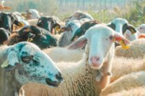 Επιζωοτία χωρίς τέλος – 400.000 χαμένα ζώα