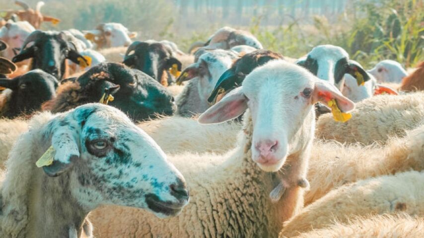 Επιζωοτία χωρίς τέλος – 400.000 χαμένα ζώα