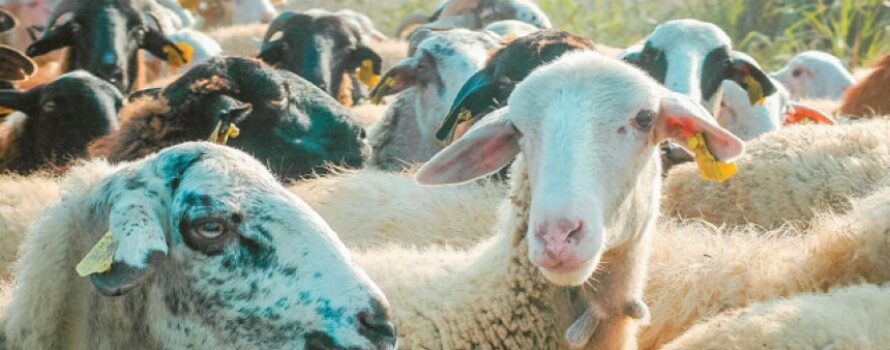 Επιζωοτία χωρίς τέλος – 400.000 χαμένα ζώα