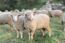 Συναγερμός για νέο ζωικό κρούσμα καταρροϊκού πυρετού στη Γορτυνία