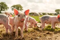 Μ. Βρετανία: Σταθερές οι συνθήκες για το χοιρινό