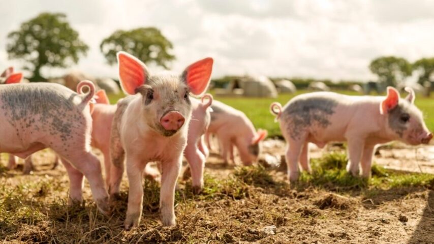Μ. Βρετανία: Σταθερές οι συνθήκες για το χοιρινό