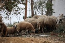 Συλλήψεις και εντατικοί έλεγχοι για την ευλογιά αιγοπροβάτων