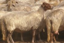 Η ευλογιά σαρώνει τις ελληνικές αυτόχθονες φυλές