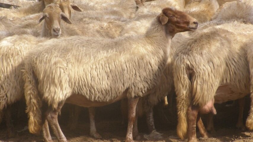 Η ευλογιά σαρώνει τις ελληνικές αυτόχθονες φυλές