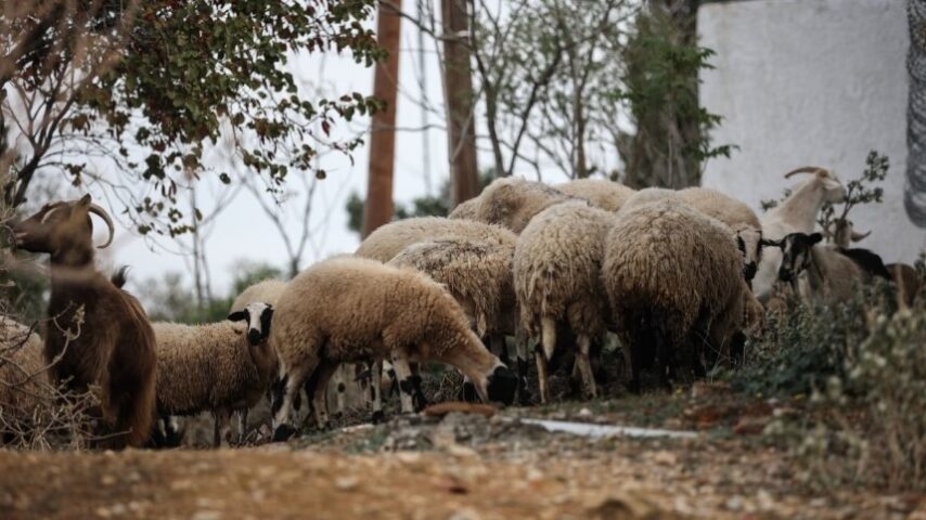 Συλλήψεις και εντατικοί έλεγχοι για την ευλογιά αιγοπροβάτων