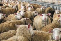 Η Κεφαλονιά σε εξάμηνη Ειδική Κινητοποίηση για ευλογιά αιγοπροβάτων