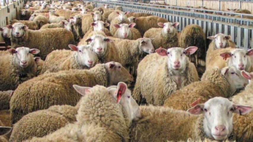 Η Κεφαλονιά σε εξάμηνη Ειδική Κινητοποίηση για ευλογιά αιγοπροβάτων