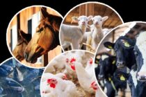 Ετήσια απογραφή ζώων: Προθεσμίες και υποχρεώσεις