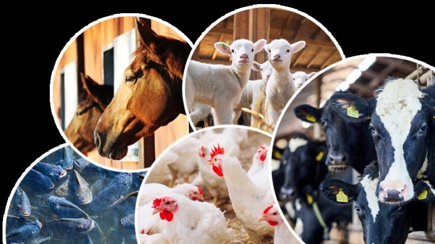 Ετήσια απογραφή ζώων: Προθεσμίες και υποχρεώσεις