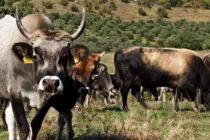 Πανελλήνια Συνέλευση Εκτροφέων Αυτόχθονων Ελληνικών Φυλών στην Κατερίνη