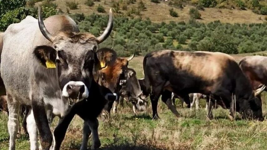 Πανελλήνια Συνέλευση Εκτροφέων Αυτόχθονων Ελληνικών Φυλών στην Κατερίνη
