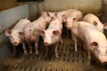 Η Γαλλία χάνει την αυτάρκεια χοιρινού