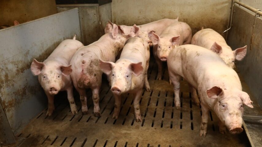 Η Γαλλία χάνει την αυτάρκεια χοιρινού