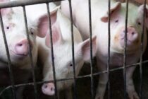 Η αφρικανική πανώλη μειώνει τους χοίρους στη Μολδαβία