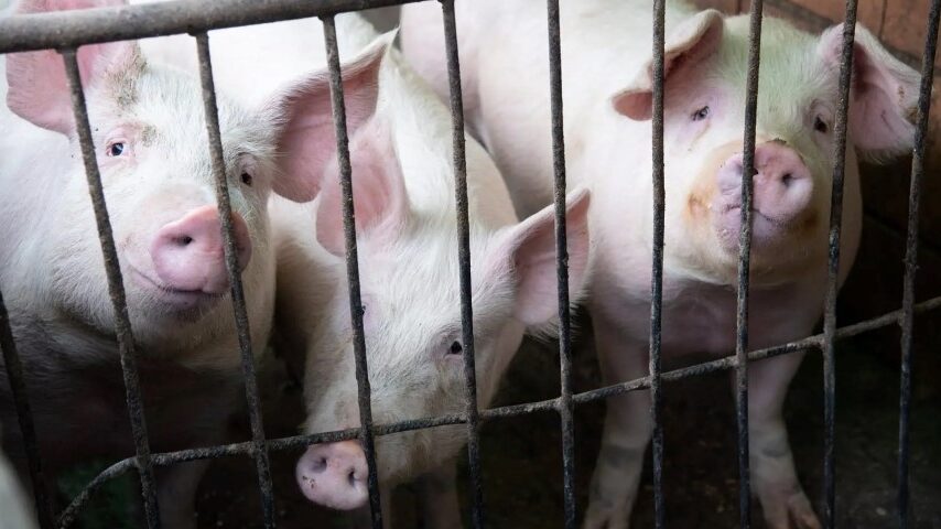 Η αφρικανική πανώλη μειώνει τους χοίρους στη Μολδαβία