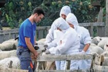 Ευλογιά: Αυστηροί έλεγχοι