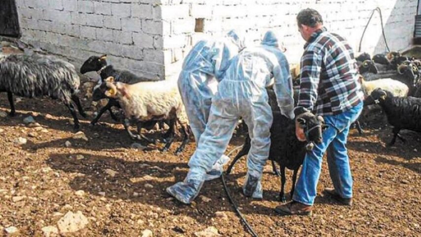 Αδιάκοπη θωράκιση Πελοποννήσου για ευλογιά