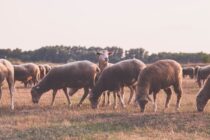 Κρίσιμη καμπή για την ελληνική προβατοτροφία