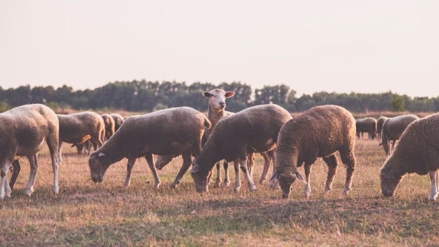 Κρίσιμη καμπή για την ελληνική προβατοτροφία
