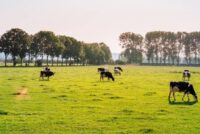 Νέες ενισχύσεις, νέοι κανόνες στην κτηνοτροφία