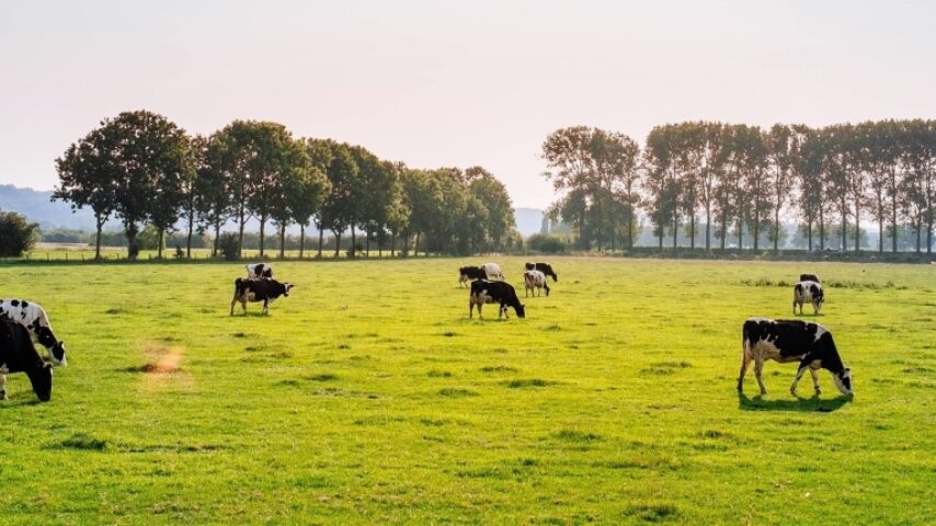 Νέες ενισχύσεις, νέοι κανόνες στην κτηνοτροφία