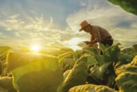 ΟΟΣΑ: Υψηλή στήριξη, χαμηλή ανάπτυξη στη γεωργία