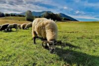 12,2 εκατ. ευρώ σε κτηνοτρόφους