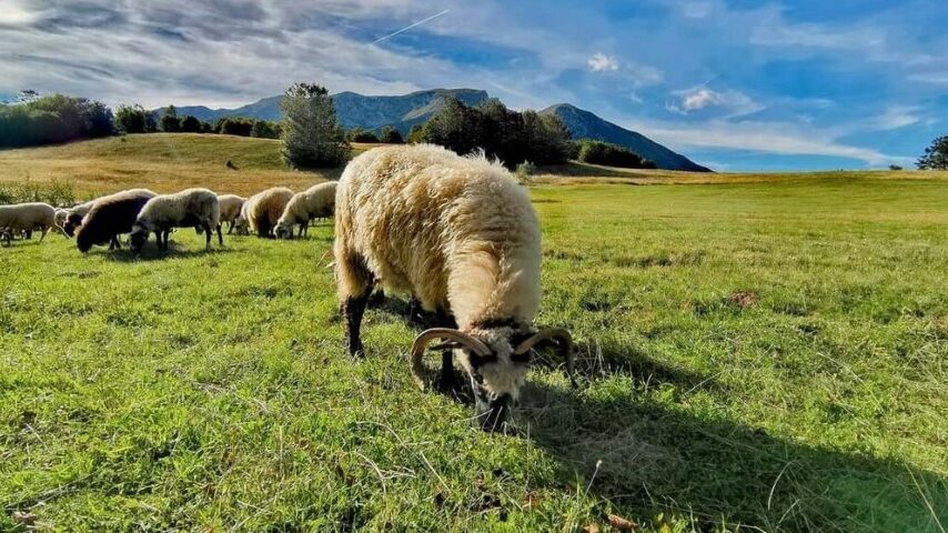 12,2 εκατ. ευρώ σε κτηνοτρόφους